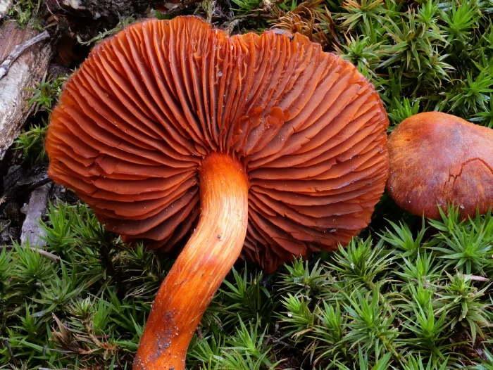 Cortinarius cinnabarinus – Zinnoberroter Buchen-Gürtelfuss, einfach ein schöner Pilz