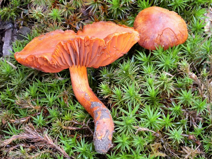 Cortinarius cinnabarinus – Zinnoberroter Buchen-Gürtelfuss, die Hüte sind leicht längsfaserig