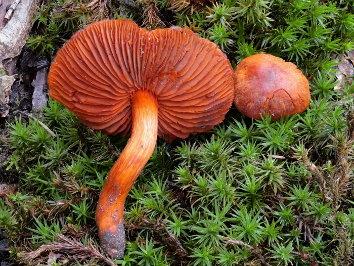 Cortinarius cinnabarinus – Zinnoberroter Buchen-Gürtelfuss, die Farben des Pilzes sind umwerfend