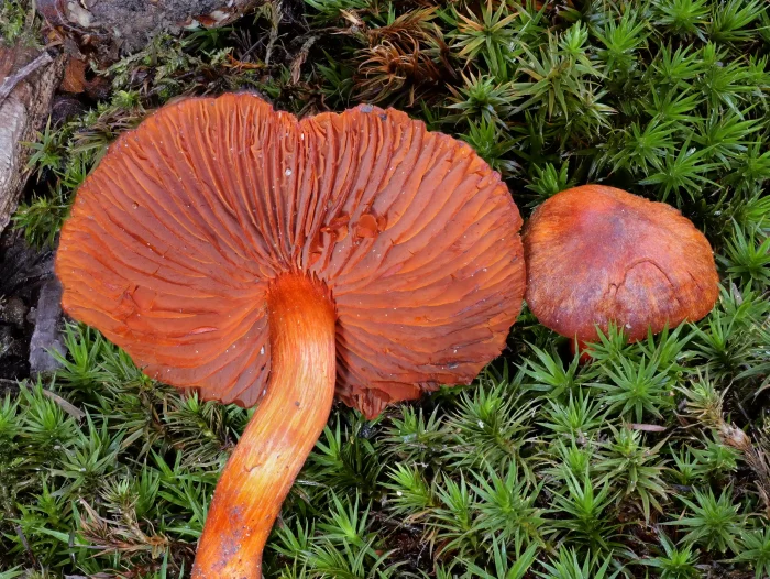 Cortinarius cinnabarinus – Zinnoberroter Buchen-Gürtelfuss, ausgeleuchtetes Bild, so das man zwischen die Lamellen sieht