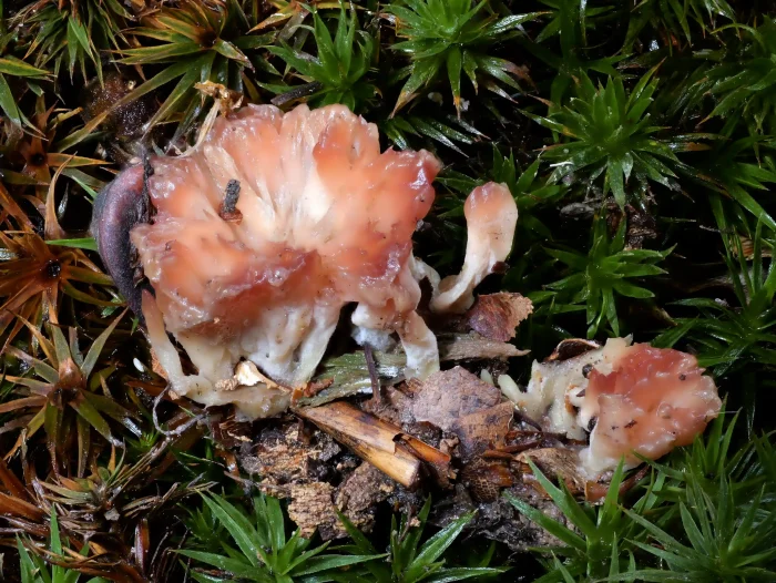 Cotylidia pannosa – Striegeliger Kreiselpilz, typisch die fleischrote Färbung