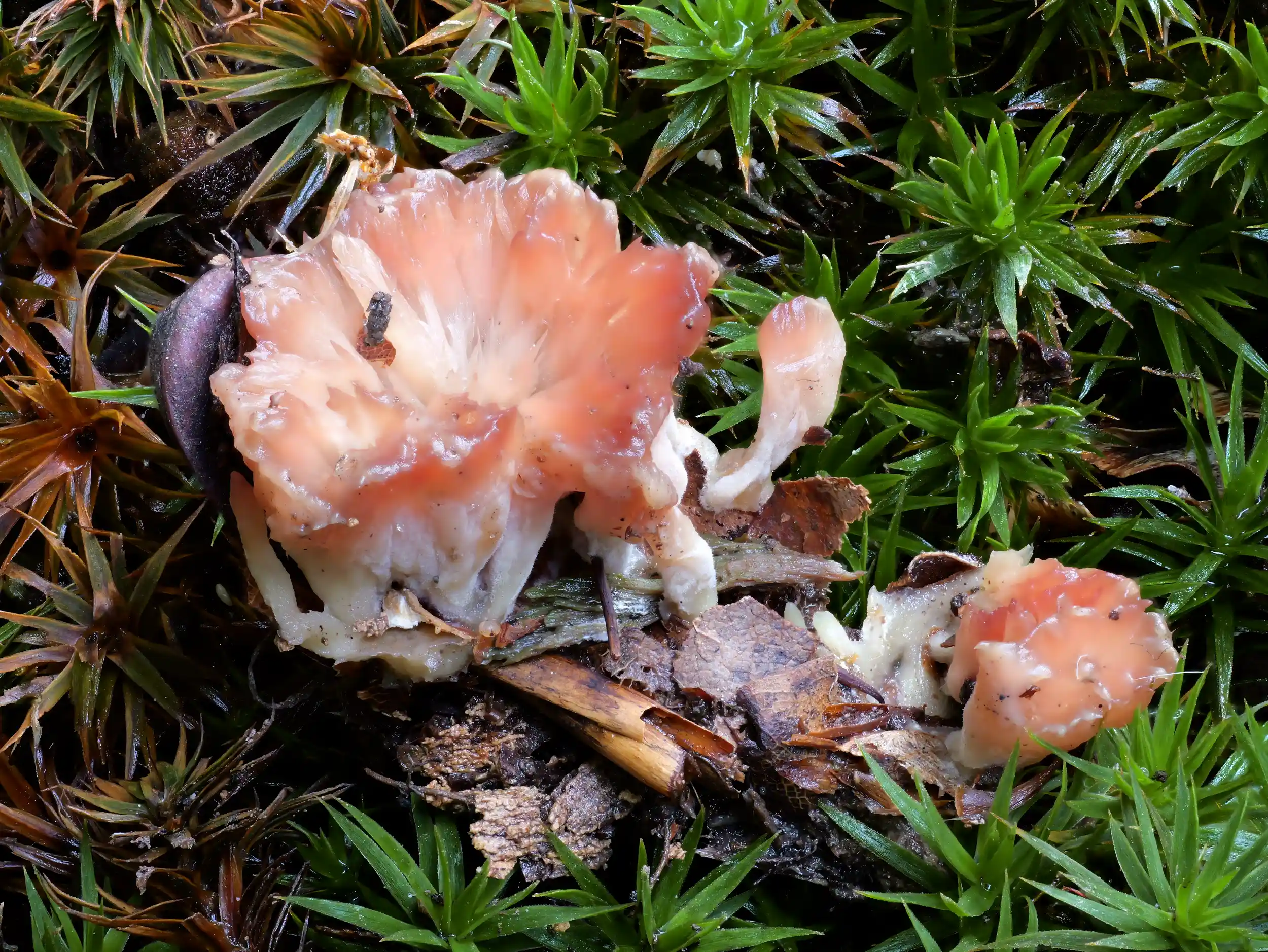 Cotylidia pannosa – Striegeliger Kreiselpilz Cotylidia pannosa – Striegeliger Kreiselpilz