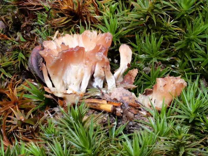Cotylidia pannosa – Striegeliger Kreiselpilz, dieser Pilz ist nur 15 mm hoch