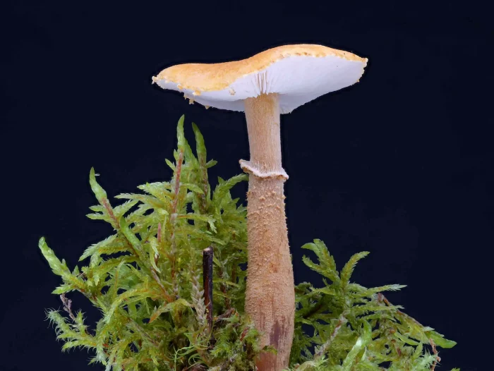 Cystoderma amianthinum – Amiant-Körnchenschirmling, typisch der Rind und der schuppe Stiel