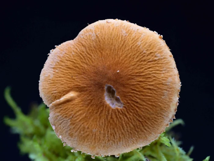 Cystoderma amianthinum – Amiant-Körnchenschirmling, typisch die Körnchen auf den Hut und die gewellte Oberfläche