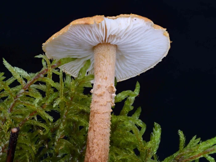 Cystoderma amianthinum – Amiant-Körnchenschirmling, die Lamellen sind weiß, die Schneiden gewellt
