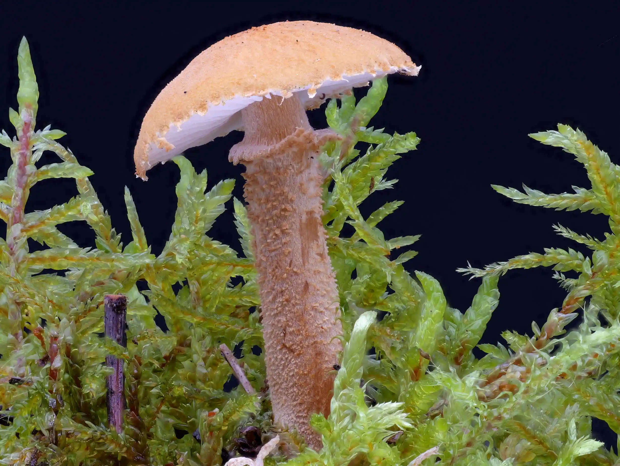 Cystoderma amianthinum – Amiant-Körnchenschirmling