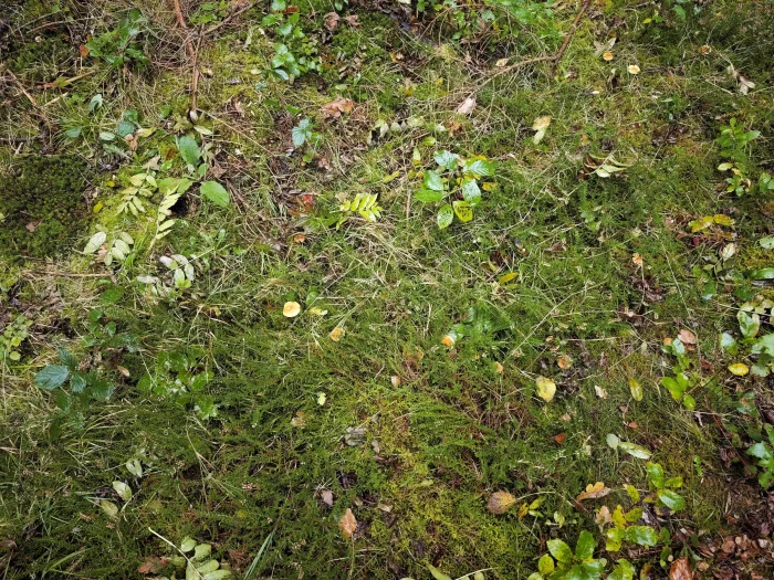 Cystoderma amianthinum – Amiant-Körnchenschirmling, Pilze fast versteckt unter dem Heidekraut