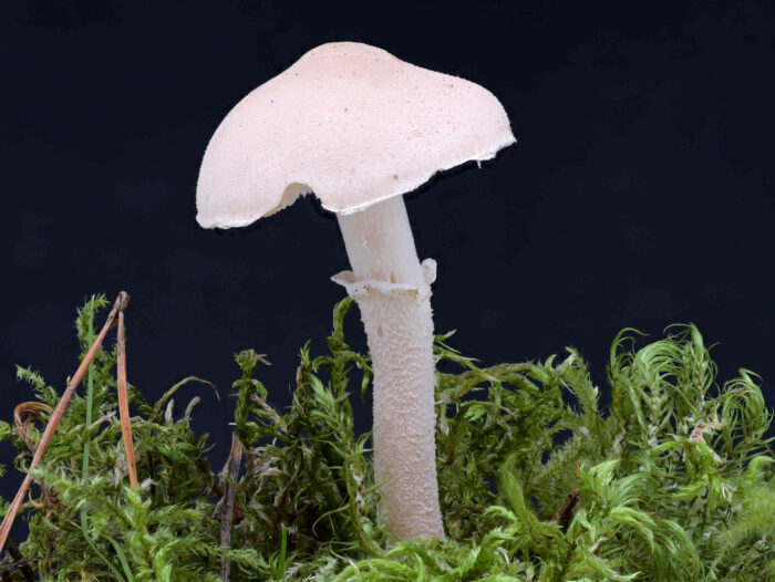 Cystoderma carcharias – Stinkender Körnchenschirmling, typisches Exemplar mit allen Merkmalen