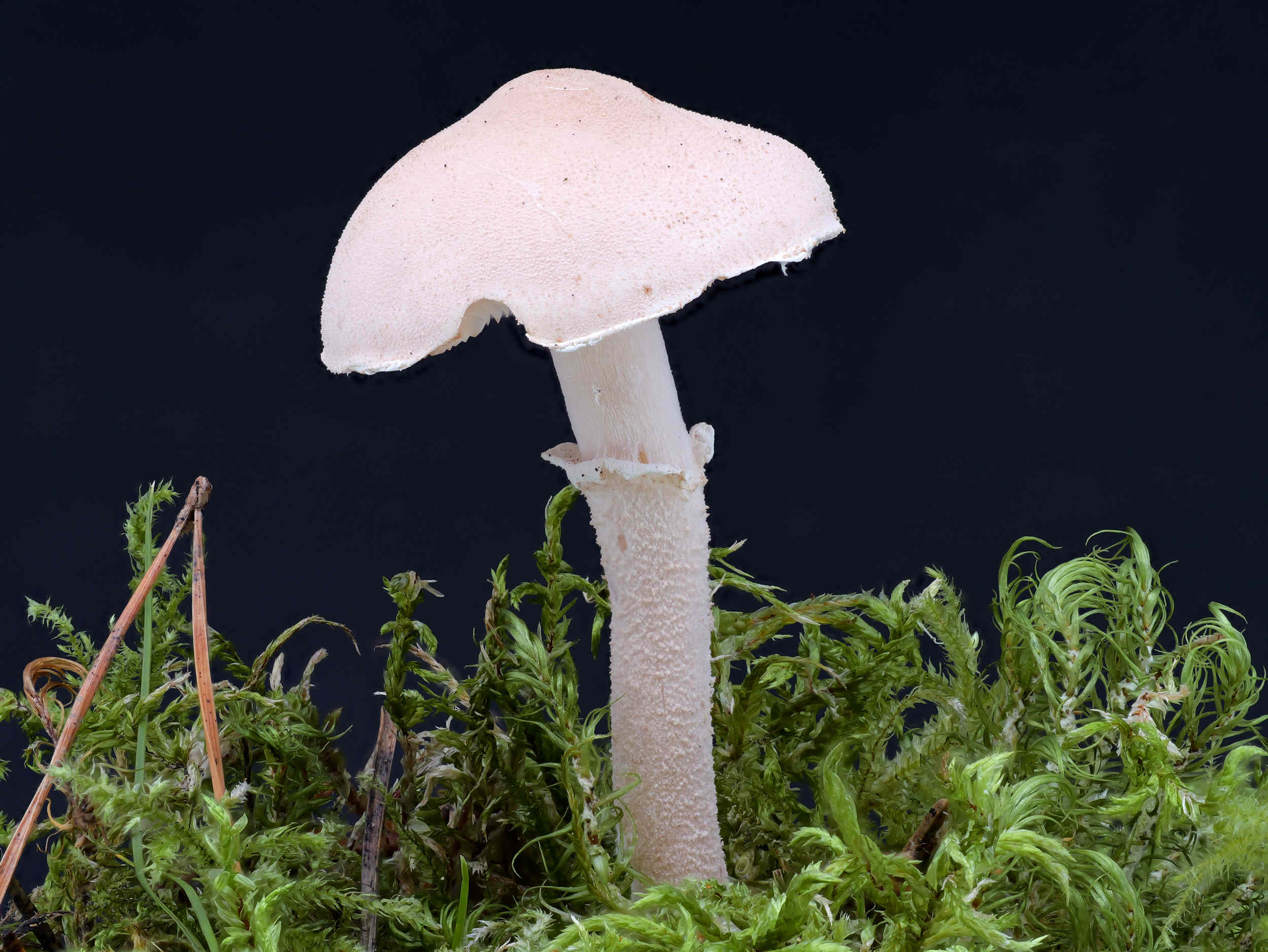 Cystoderma carcharias – Stinkender Körnchenschirmling, Makroaufnahme
