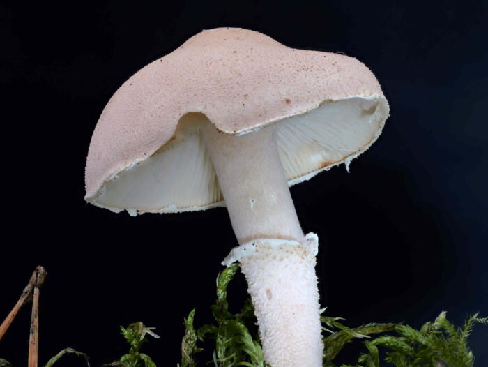 Cystoderma carcharias – Stinkender Körnchenschirmling, Makroaufnahme, Blick in den Hut