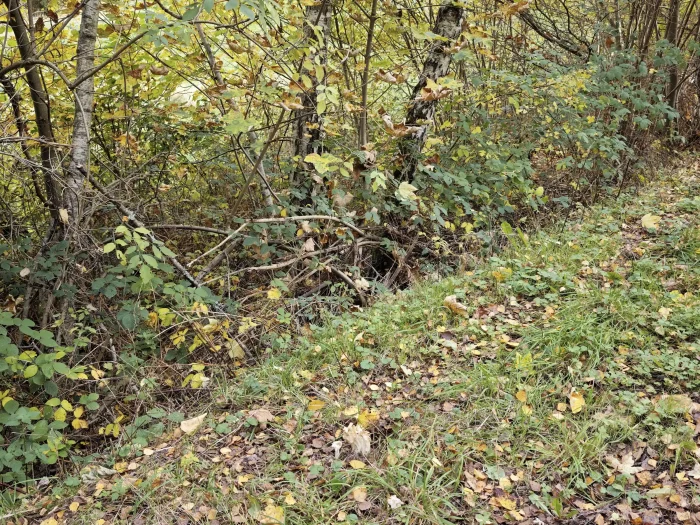 Helvella crispa – Herbst-Lorchel, Fundort am Wegesrand