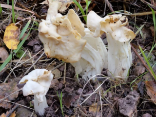 Helvella crispa &ndash; Herbst-Lorchel, alte Fruchtk&ouml;rper sehen aus wie &bdquo;zerrupft&ldquo;