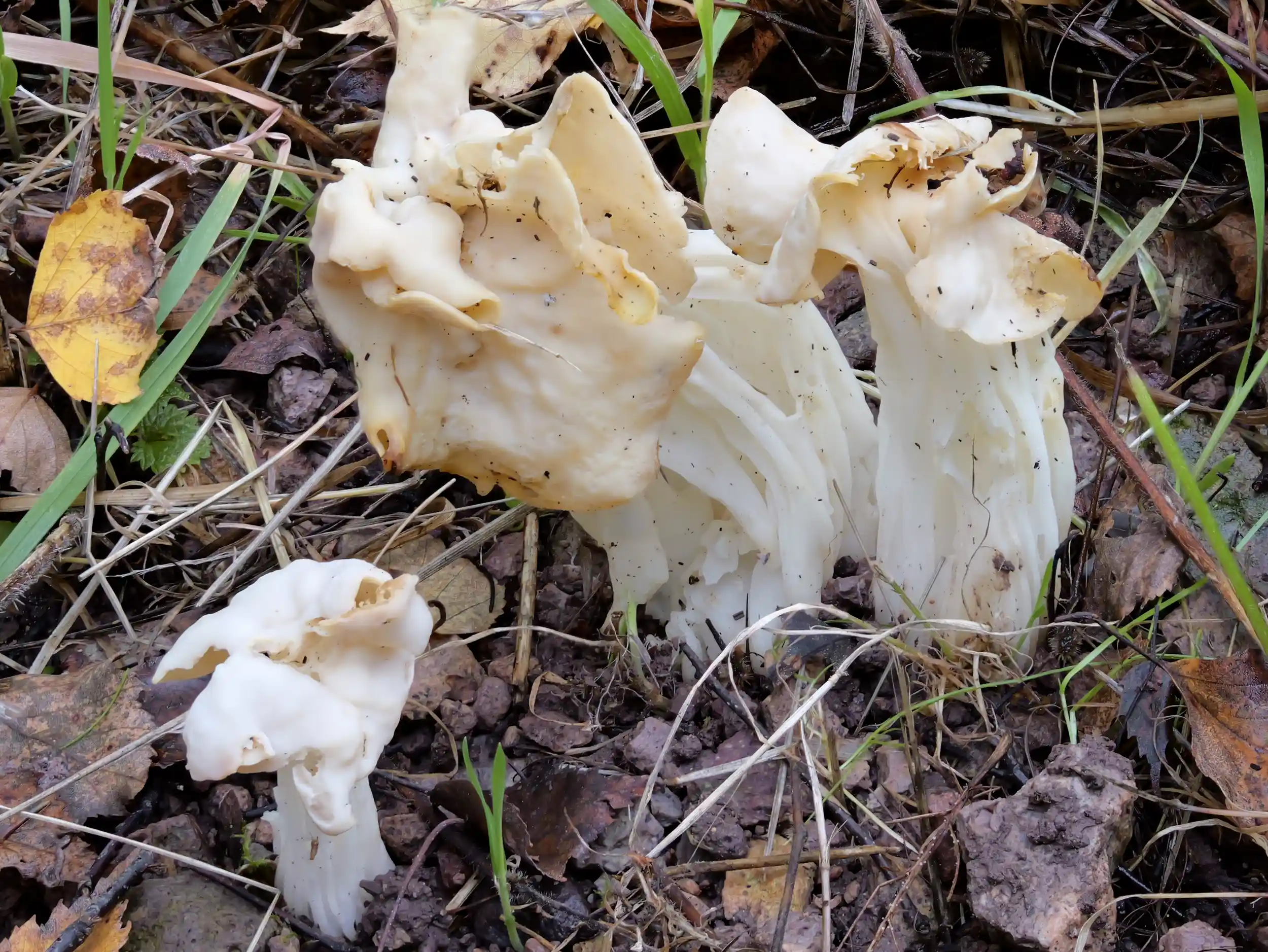 Helvella crispa – Herbst-Lorchel Helvella crispa – Herbst-Lorchel