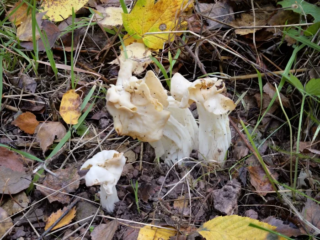 Helvella crispa &ndash; Herbst-Lorchel, die Exemplare sind knapp 10 cm hoch