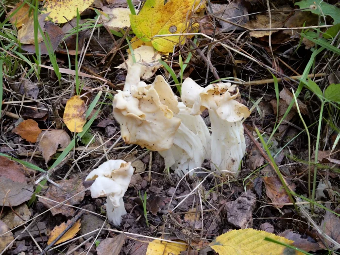 Helvella crispa – Herbst-Lorchel, die Exemplare sind knapp 10 cm hoch