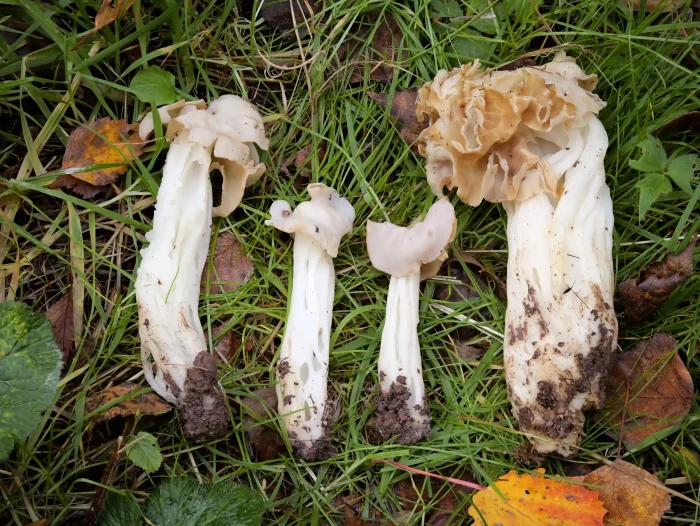 Helvella crispa – Herbst-Lorchel, Kollektion unterschiedlicher Altersstufen