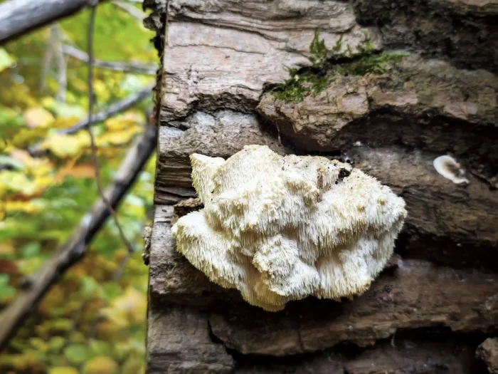 Hericium cirrhatum – Dorniger Stachelbart, hier an Totholz einer Pappel wachsend