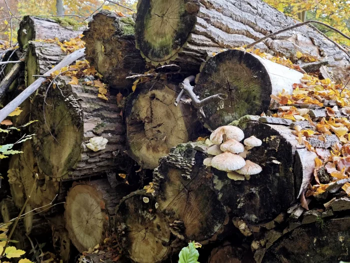 Hericium cirrhatum – Dorniger Stachelbart, links am Stamm, rechts sind Pappel-Schüpplinge