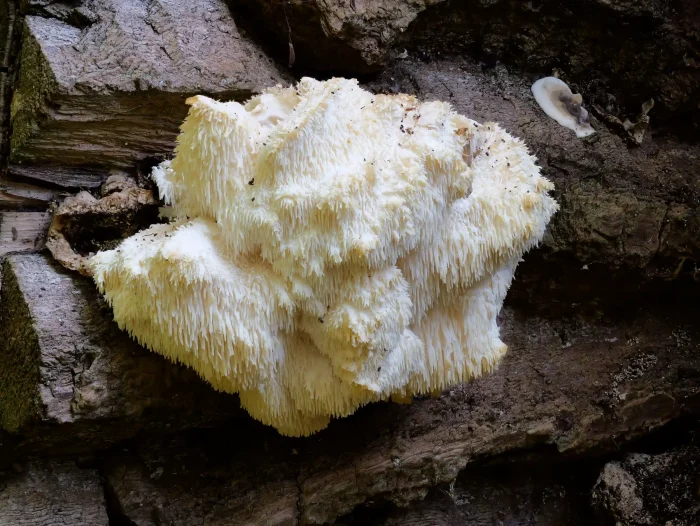 Hericium cirrhatum – Dorniger Stachelbart, die Struktur ist schon faszinierend