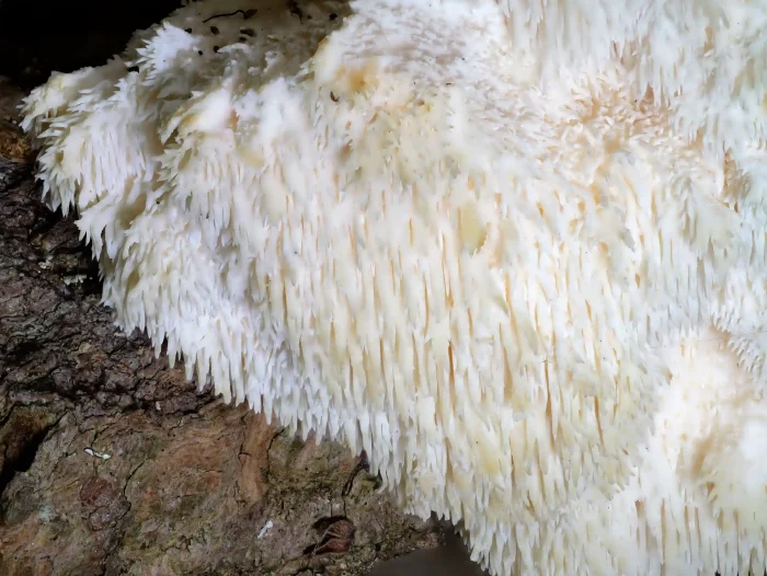 Hericium cirrhatum – Dorniger Stachelbart, Makroaufnahme