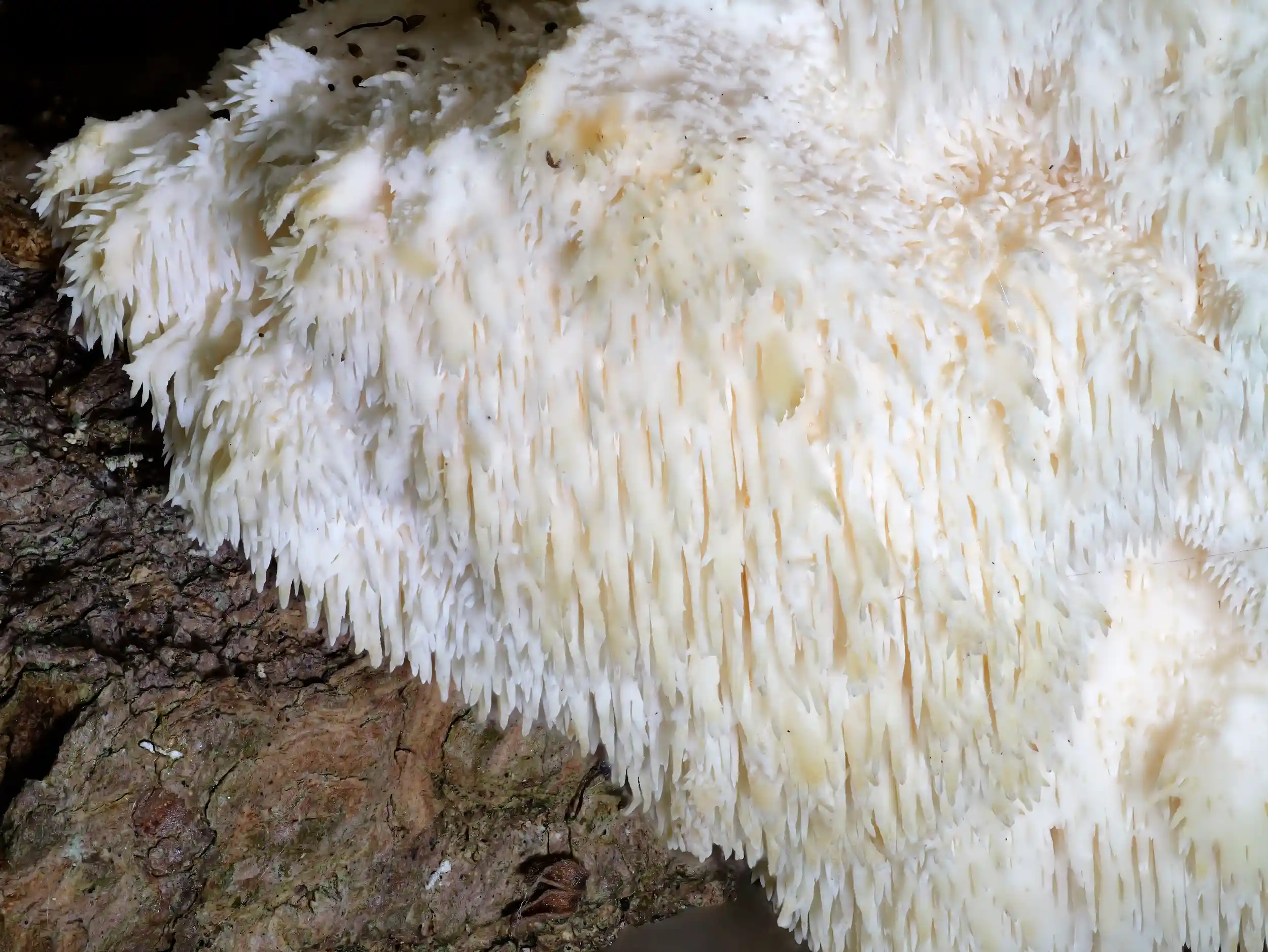 Hericium cirrhatum – Dorniger Stachelbart Hericium cirrhatum – Dorniger Stachelbart