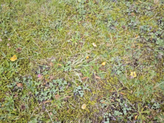 Hygrocybe acutoconica &ndash; Safrangelber Saftling, Fundorte sind naturnahe Wiesen