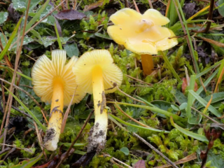 Hygrocybe acutoconica &ndash; Safrangelber Saftling, ist recht h&auml;ufig zu finden