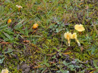 Hygrocybe acutoconica &ndash; Safrangelber Saftling, dank der gelben Farbe leicht zu finden