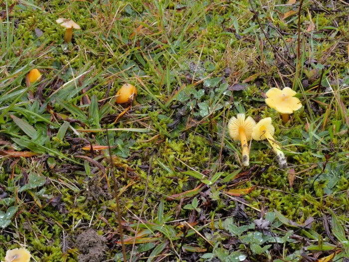 Hygrocybe acutoconica – Safrangelber Saftling, dank der gelben Farbe leicht zu finden