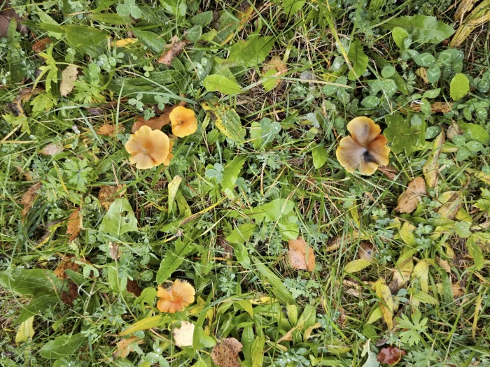 Hygrocybe conica – Schwärzender Saftling, Gelbtöne kommen auch vor