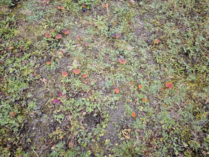 Hygrocybe conica – Schwärzender Saftling, teilweise sind die Pilze in großen Gruppen zu finden