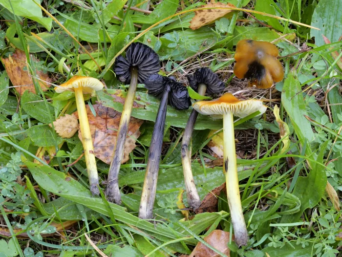 Hygrocybe conica – Schwärzender Saftling, fast schwarz im Alter