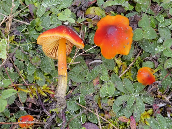 Hygrocybe conica – Schwärzender Saftling, leuchtende Farben in jungen Zustand