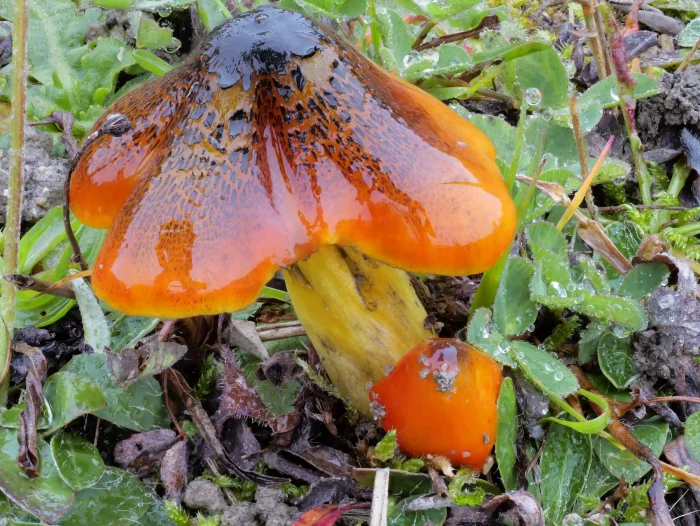 Hygrocybe conica – Schwärzender Saftling, großes Exemplar mit beginnender Schwärzung