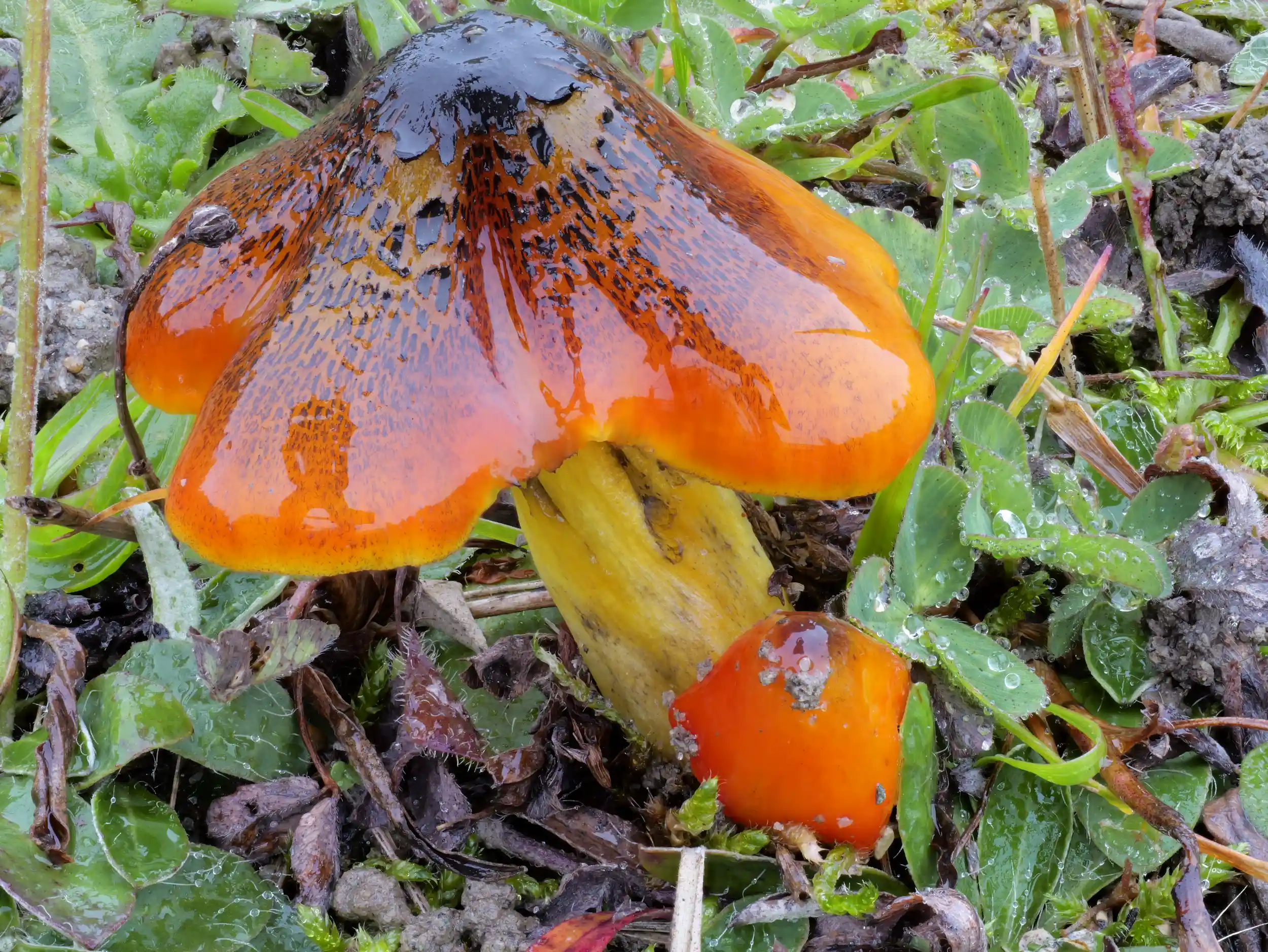 Hygrocybe conica – Schwärzender Saftling Hygrocybe conica – Schwärzender Saftling
