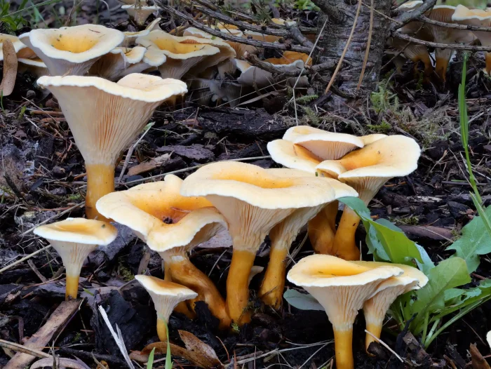 Hygrophoropsis aurantiaca – Falscher Pfifferling, genau hinsehen, um ihn nicht mit dem Pfifferling zu verwechseln