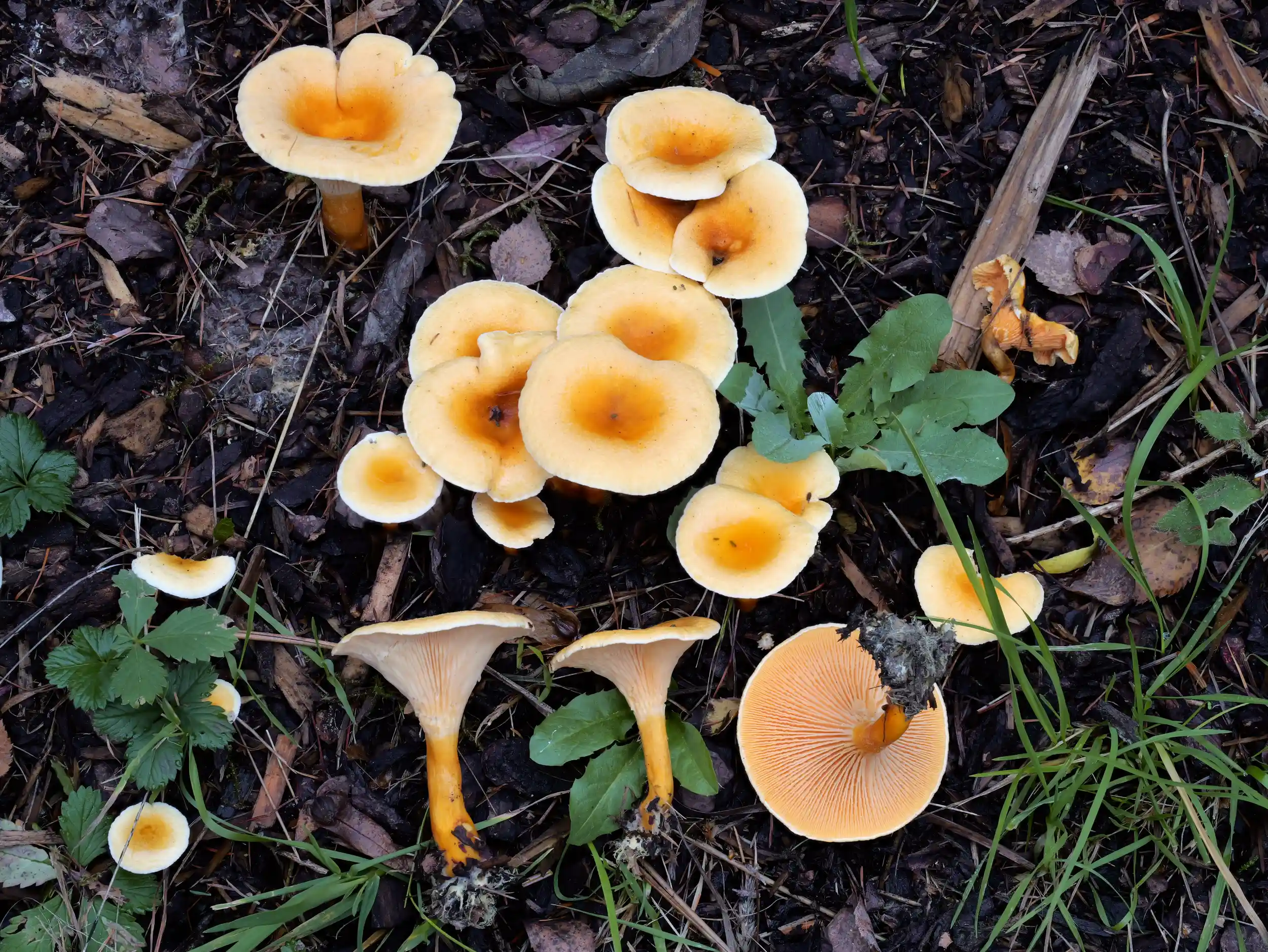 Hygrophoropsis aurantiaca – Falscher Pfifferling Hygrophoropsis aurantiaca – Falscher Pfifferling