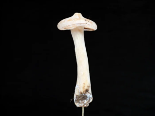 Infundibulicybe geotropa &ndash; M&ouml;nchskopf, sehr junges Exemplar