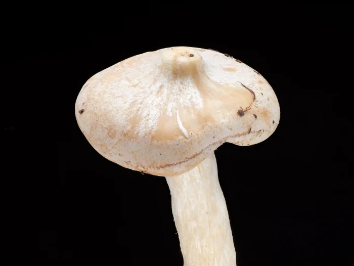 Infundibulicybe geotropa – Mönchskopf, die Papille ist ein wichtiges Bestimmungsmerkmal