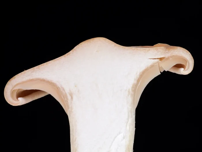 Infundibulicybe geotropa – Mönchskopf, im Schnittbild ist gut die Papille zu sehen