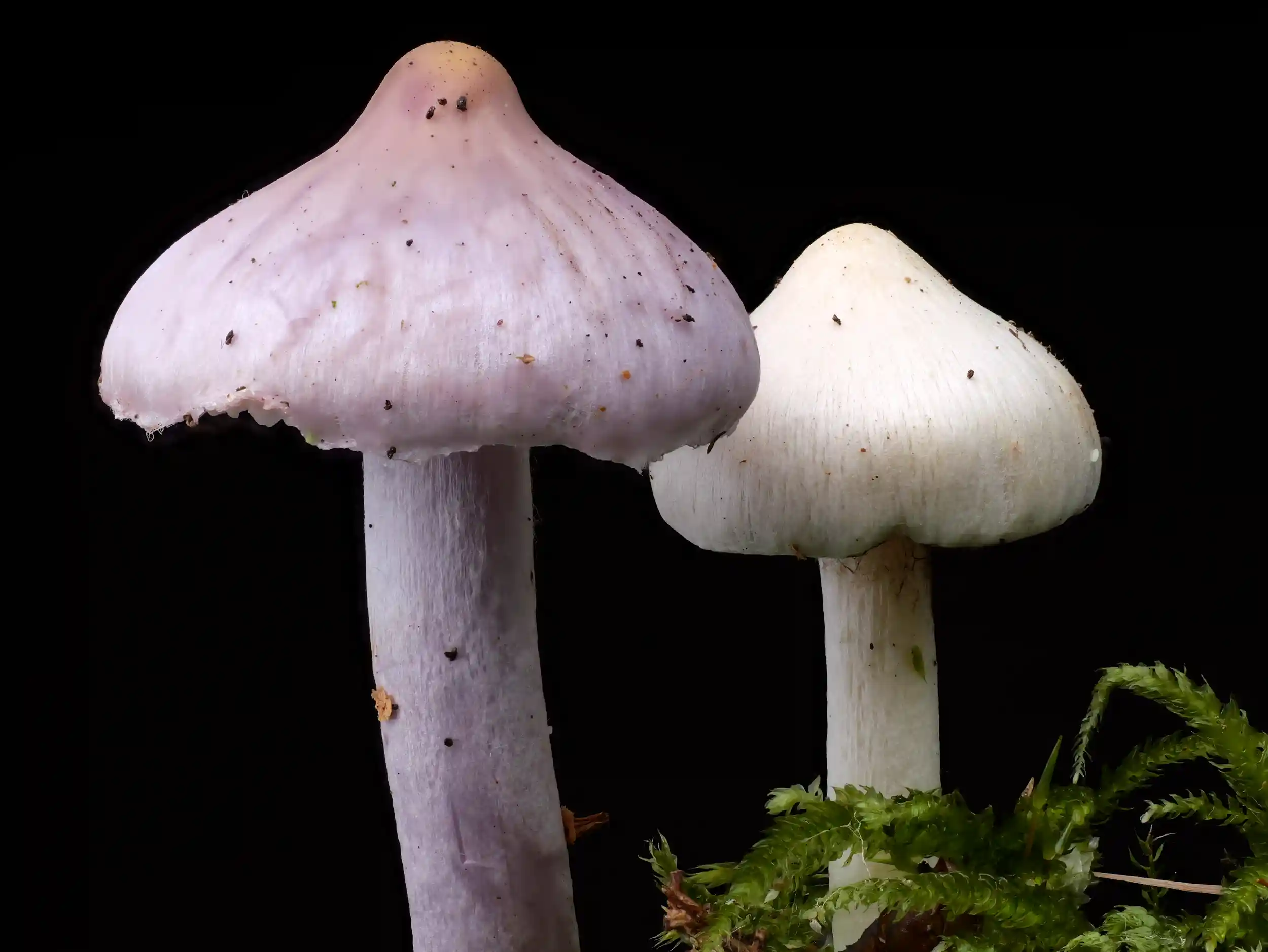 Inocybe geophylla – Seidiger Risspilz Inocybe geophylla – Seidiger Risspilz