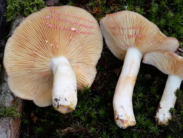 Lactarius acris – Rosaanlaufender Milchling, die weiße Milch färbt schnell rosa