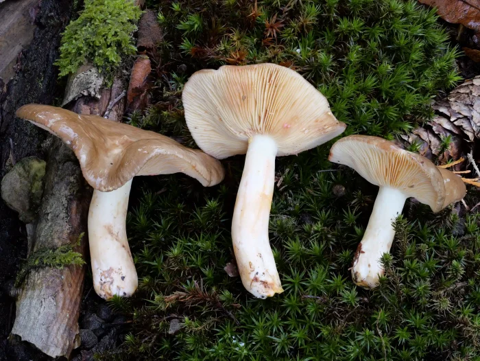 Lactarius acris – Rosaanlaufender Milchling, die Pilze sind sehr selten und kommen bei Laubholz vor