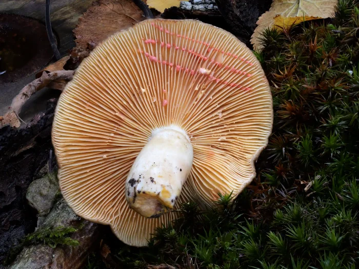 Lactarius acris – Rosaanlaufender Milchling, die Milch färbt sich auch außer vom Pilz rosa