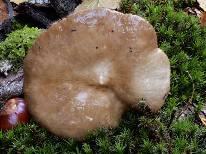 Lactarius acris – Rosaanlaufender Milchling, braune, leicht wellige Hüte