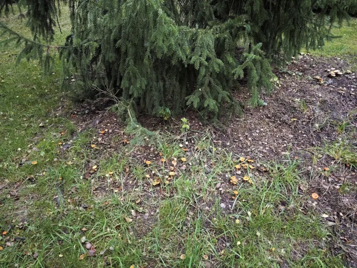 Lactarius aurantiacus – Milder Orange-Milchling, Fundort auf Holzhäcksel