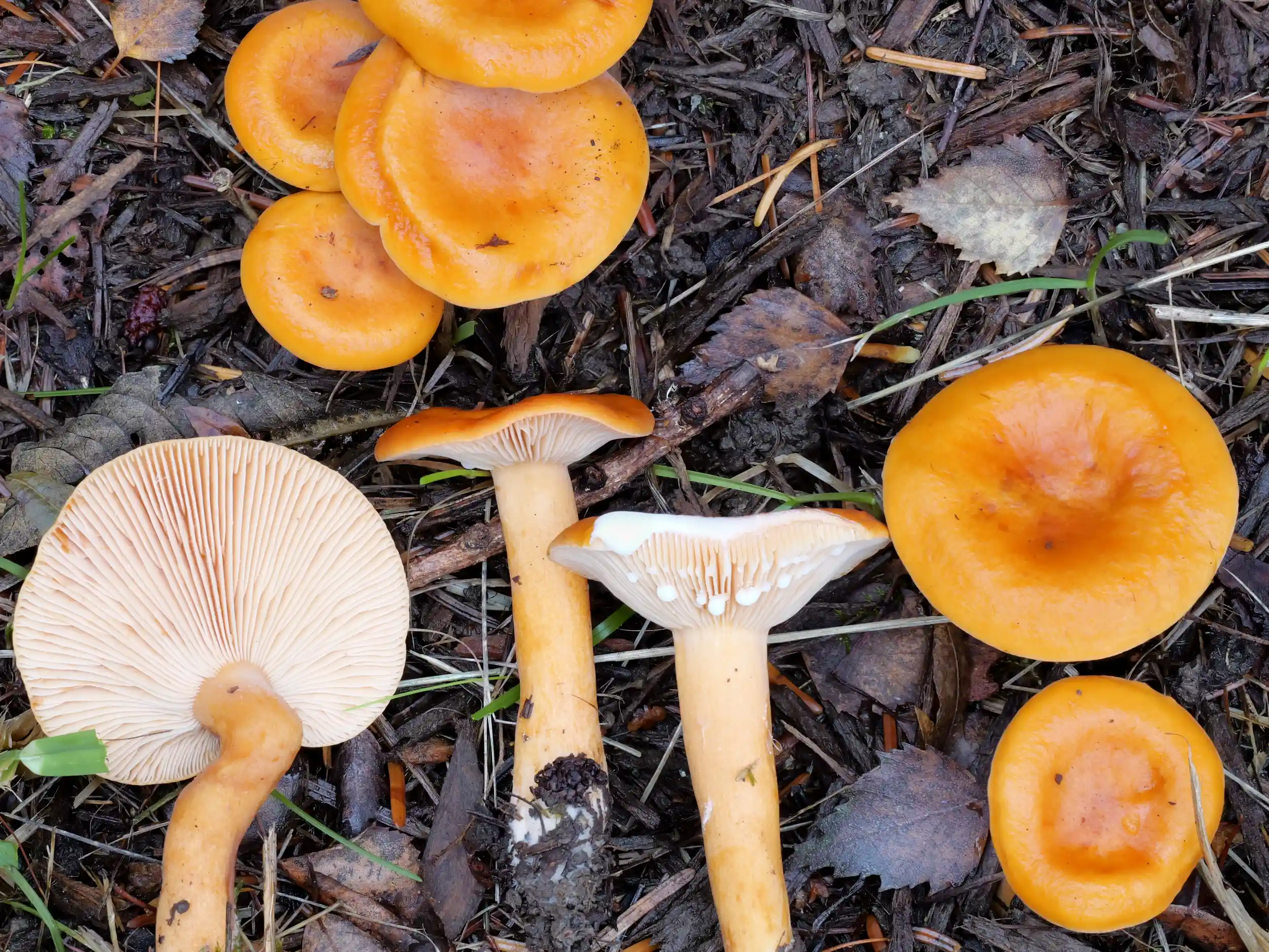 Lactarius aurantiacus – Milder Orange-Milchling Lactarius aurantiacus – Milder Orange-Milchling