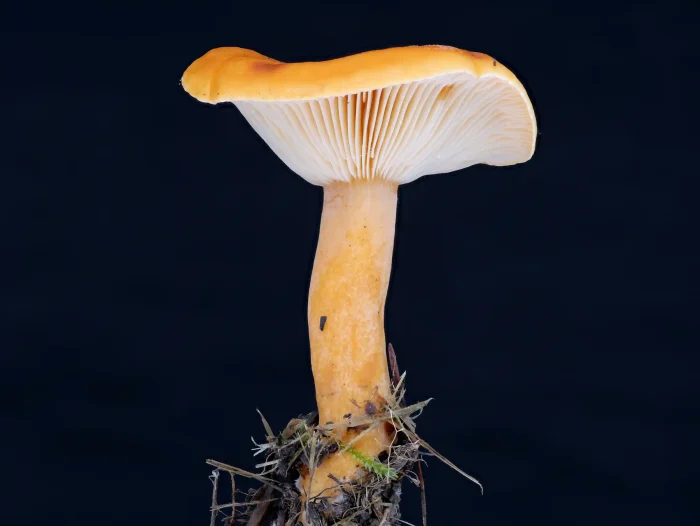 Lactarius aurantiacus – Milder Orange-Milchling, typische Form der Fruchtkörper