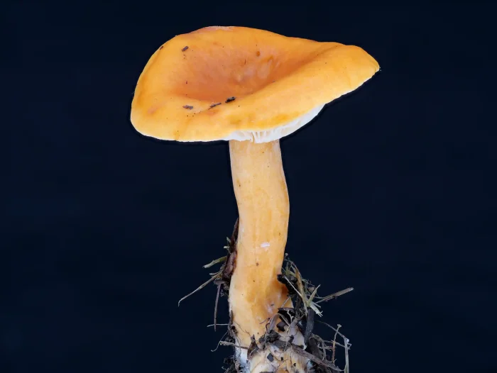 Lactarius aurantiacus – Milder Orange-Milchling, typische Form